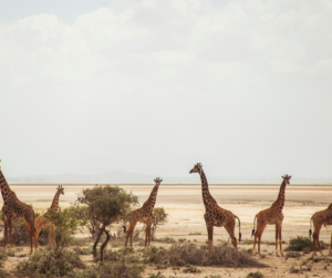 BEST OF UGANDA AND KENYA SAFARI PACKAGE