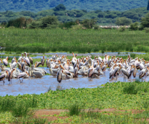 8 Days, 7 Nights – Arusha, Lake Manyara, Serengeti, Ngorongoro Crater, and Tarangire