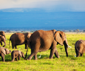Kenya's Sustainable Safari: Exploring Nairobi, Samburu, Chyulu Hills, and the Maasai Mara"