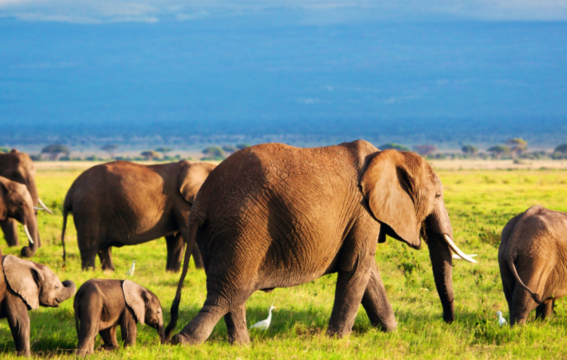Kenya's Sustainable Safari: Exploring Nairobi, Samburu, Chyulu Hills, and the Maasai Mara"