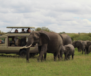Masai Mara Exclusive Honeymoon Safaris